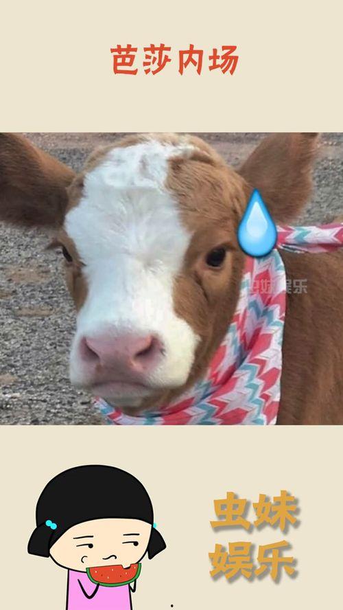 娱乐吃瓜酱素材图片